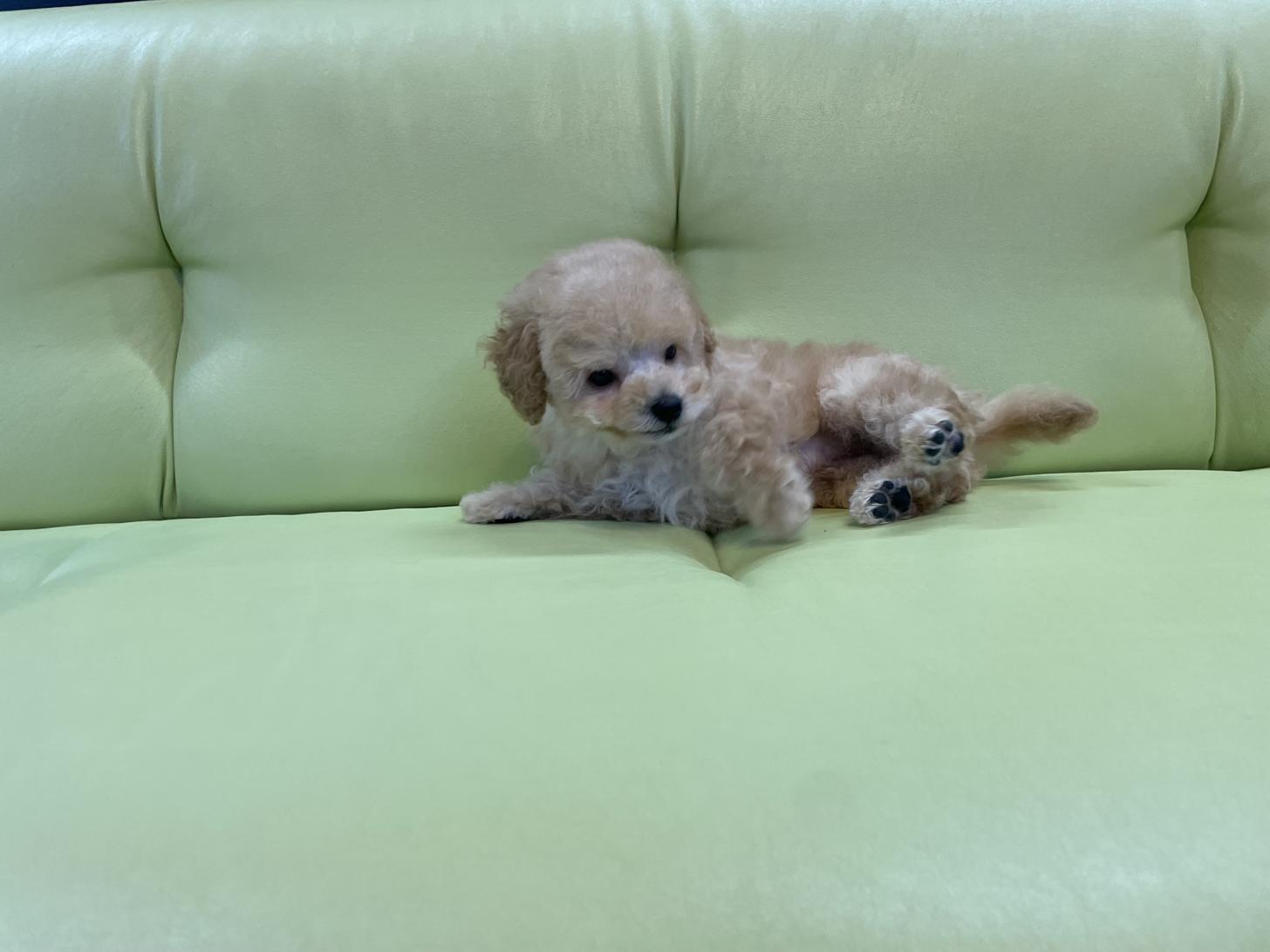 神奈川県のタイニープードル (Puppyカフェ/2025年5月1日生まれ/男の子/アプリコット)の子犬の3枚目の画像