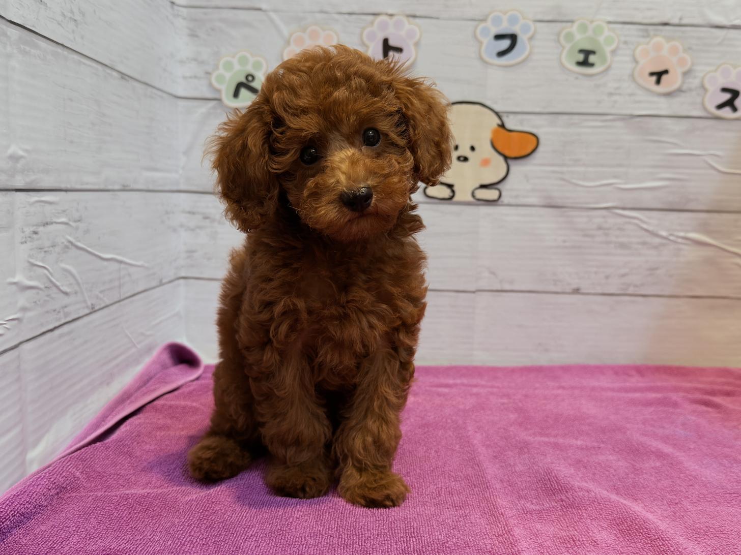 北海道のトイプードル(トイ) (ペットフェイス大谷地店/2025年7月14日生まれ/男の子/レッド)の子犬の1枚目の画像