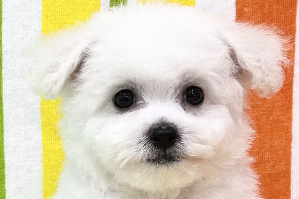 愛知県のビションフリーゼ (ハピースペット一宮三条アミーゴ店/2026年5月27日生まれ/男の子/ホワイト)の子犬の2枚目の画像