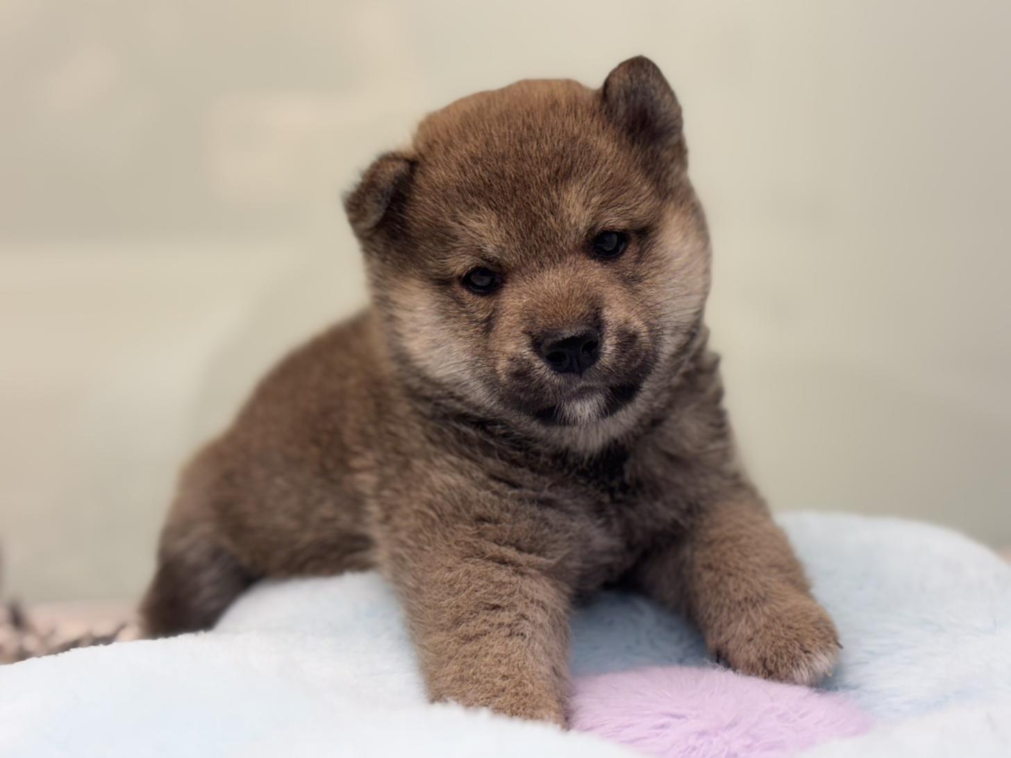 神奈川県の柴犬(標準サイズ) (Doggy Style 小田原店/2026年7月24日生まれ/男の子/赤)の子犬の2枚目の画像
