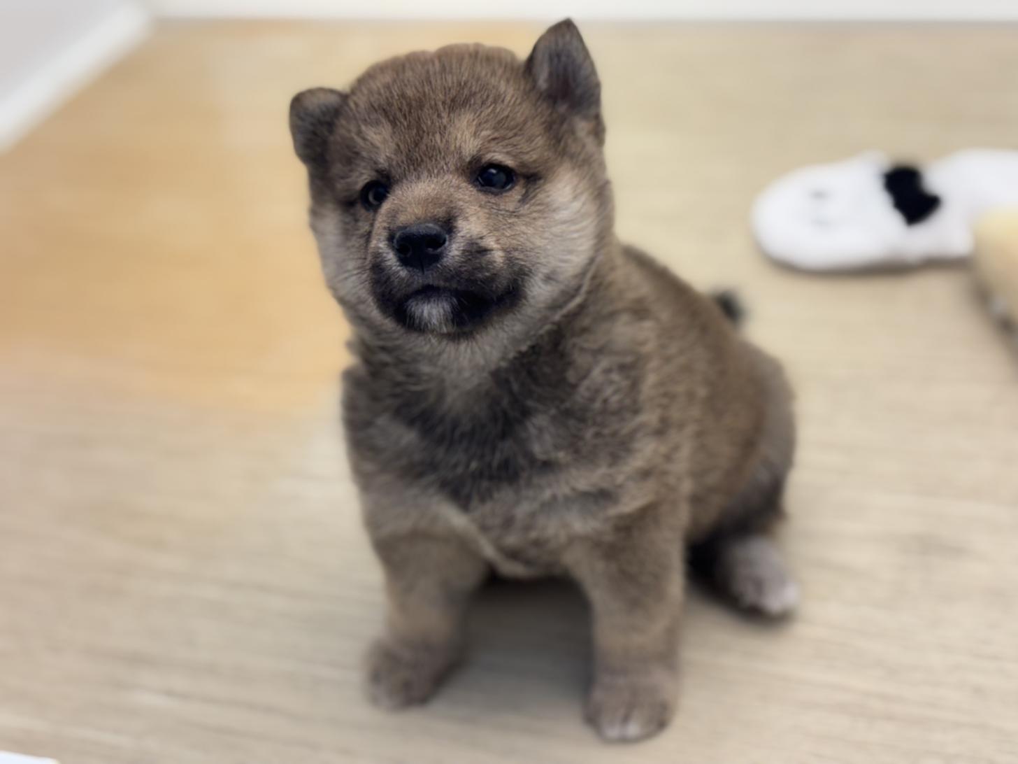 神奈川県の柴犬(標準サイズ) (Doggy Style 小田原店/2026年7月24日生まれ/男の子/赤)の子犬の3枚目の画像