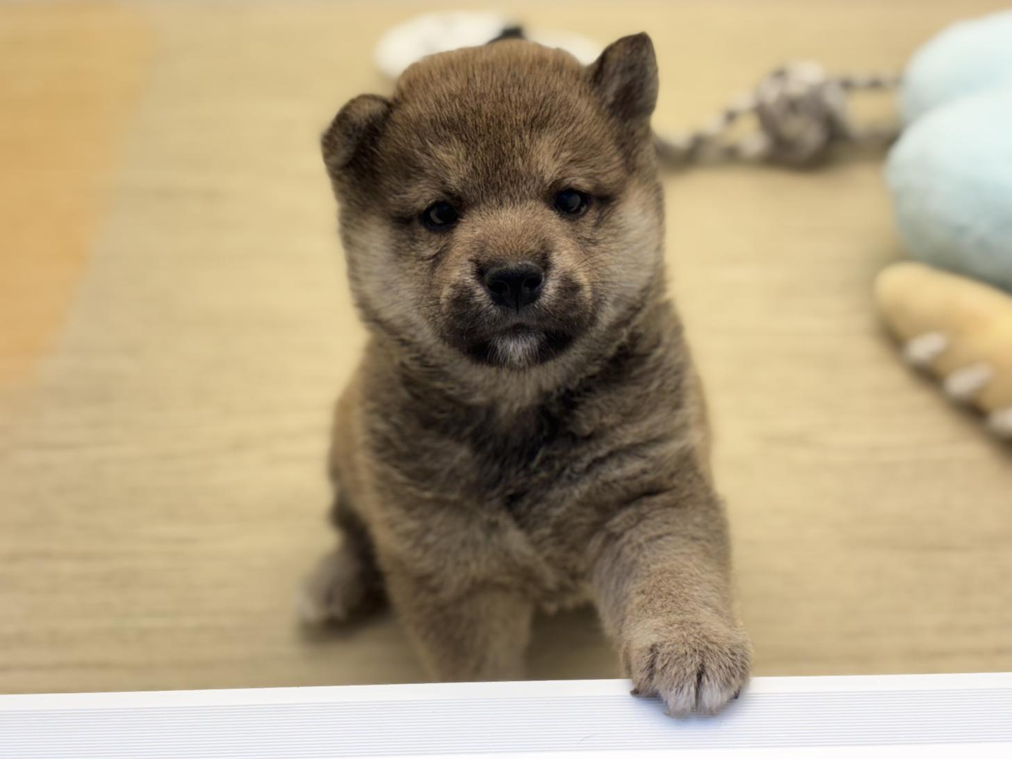 神奈川県の柴犬(標準サイズ) (Doggy Style 小田原店/2026年7月24日生まれ/男の子/赤)の子犬の4枚目の画像