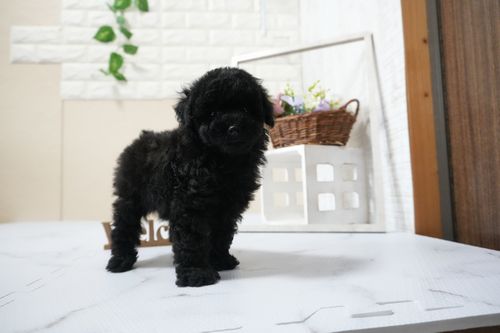 滋賀県のトイプードル(トイ) (いっぷく湖南店/2025年6月27日生まれ/男の子/ブラック)の子犬の2枚目の画像