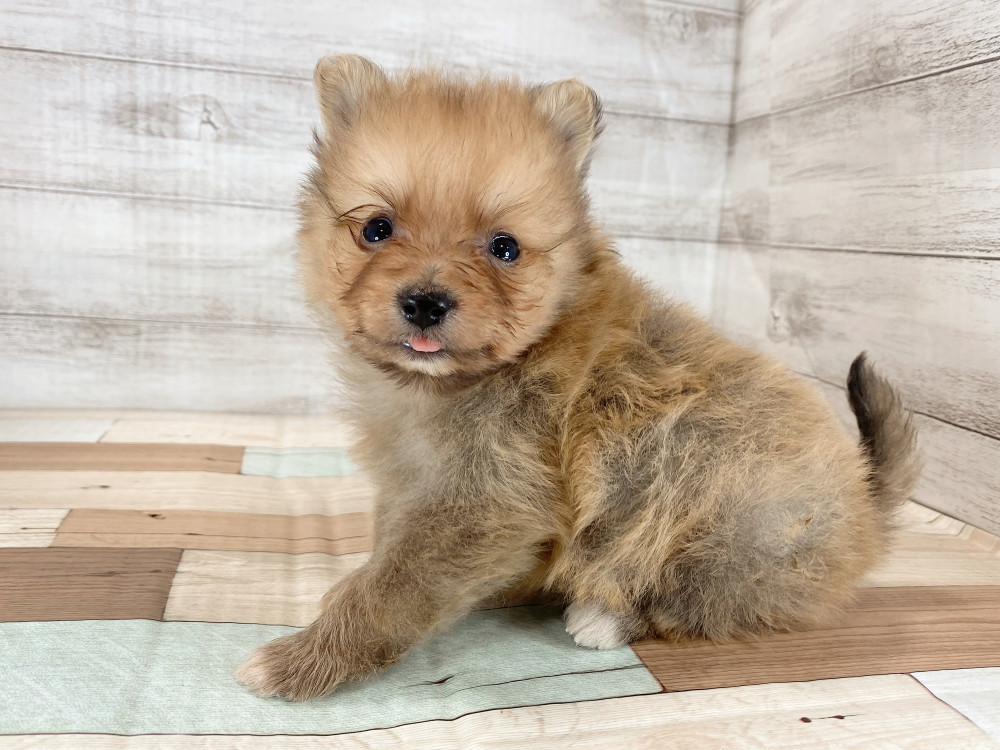 新潟県のポメラニアン (竹内ペット 新津本店/2025年9月28日生まれ/男の子/オレンジ)の子犬の2枚目の画像