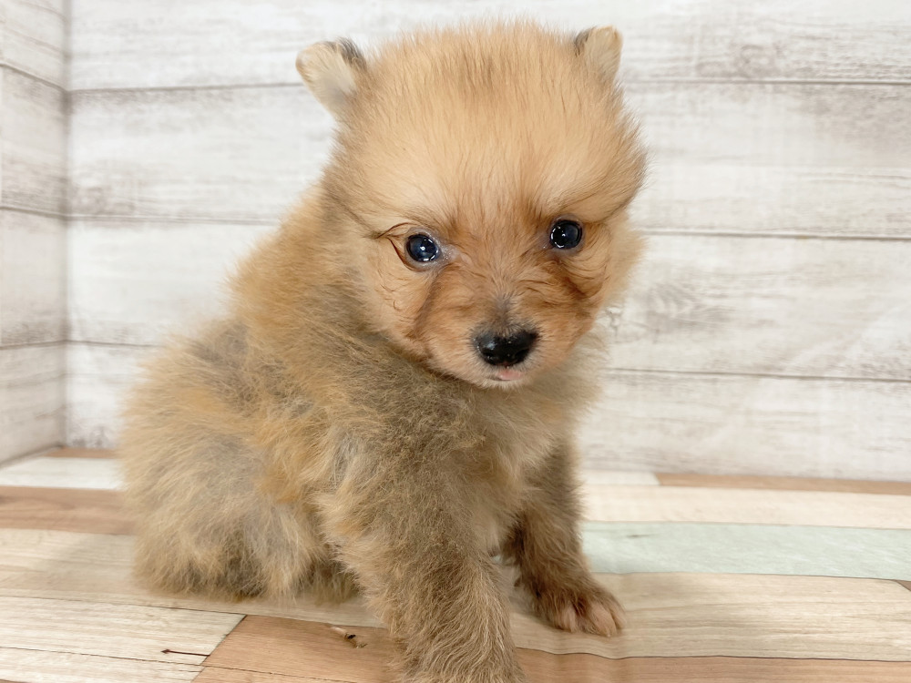 新潟県のポメラニアン (竹内ペット 新津本店/2025年9月28日生まれ/男の子/オレンジ)の子犬の3枚目の画像