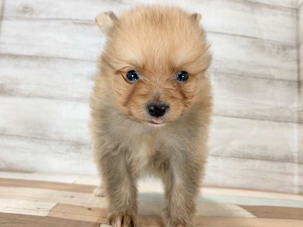新潟県のポメラニアン (竹内ペット 新津本店/2025年9月28日生まれ/男の子/オレンジ)の子犬の4枚目の画像