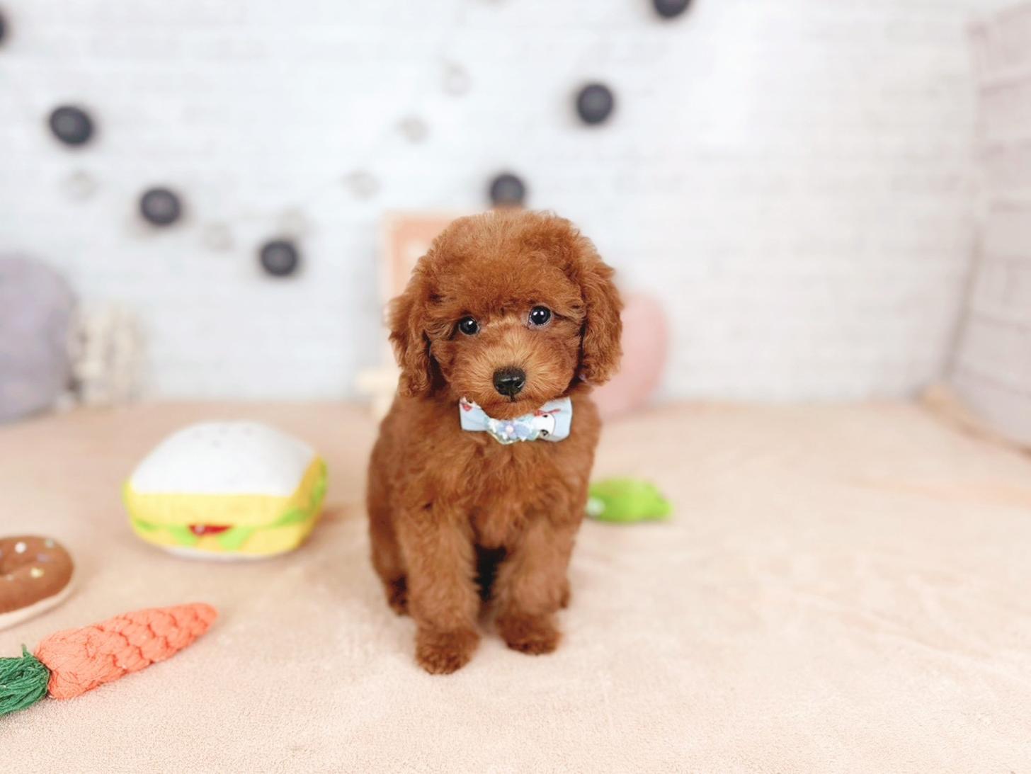 北海道のトイプードル(トイ) (ペットショップだんぼ/2025年11月16日生まれ/女の子/レッド)の子犬の1枚目の画像