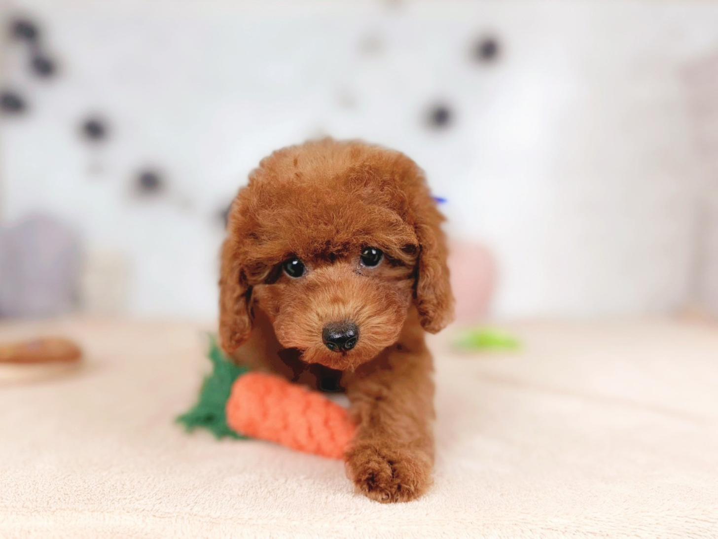 北海道のトイプードル(トイ) (ペットショップだんぼ/2025年11月16日生まれ/女の子/レッド)の子犬の2枚目の画像