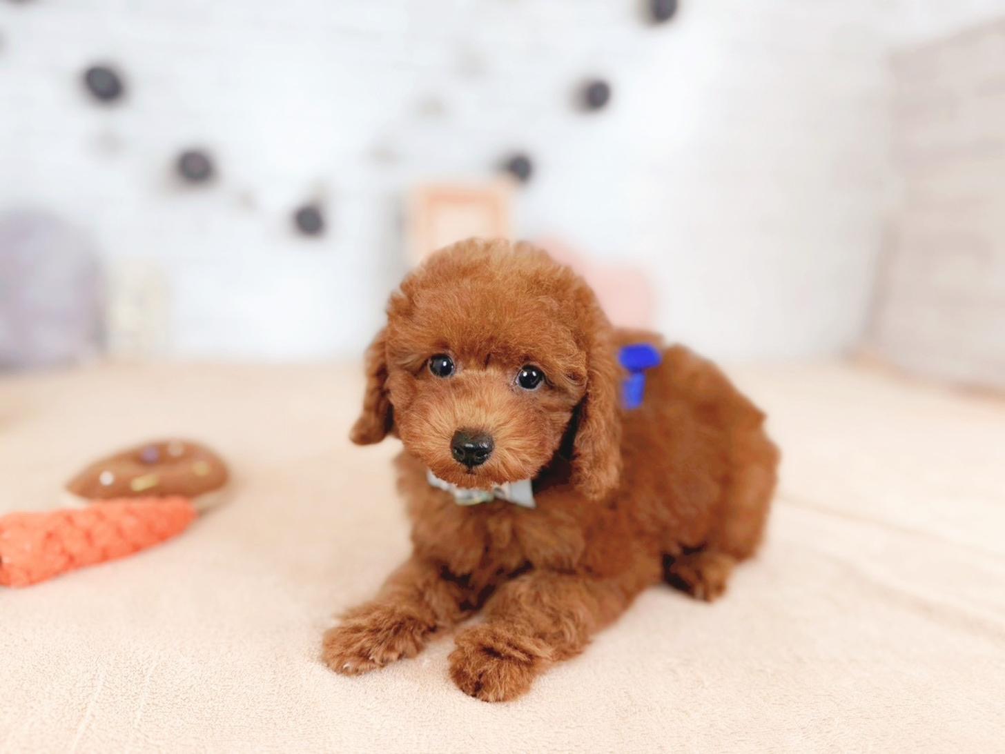 北海道のトイプードル(トイ) (ペットショップだんぼ/2025年11月16日生まれ/女の子/レッド)の子犬の3枚目の画像