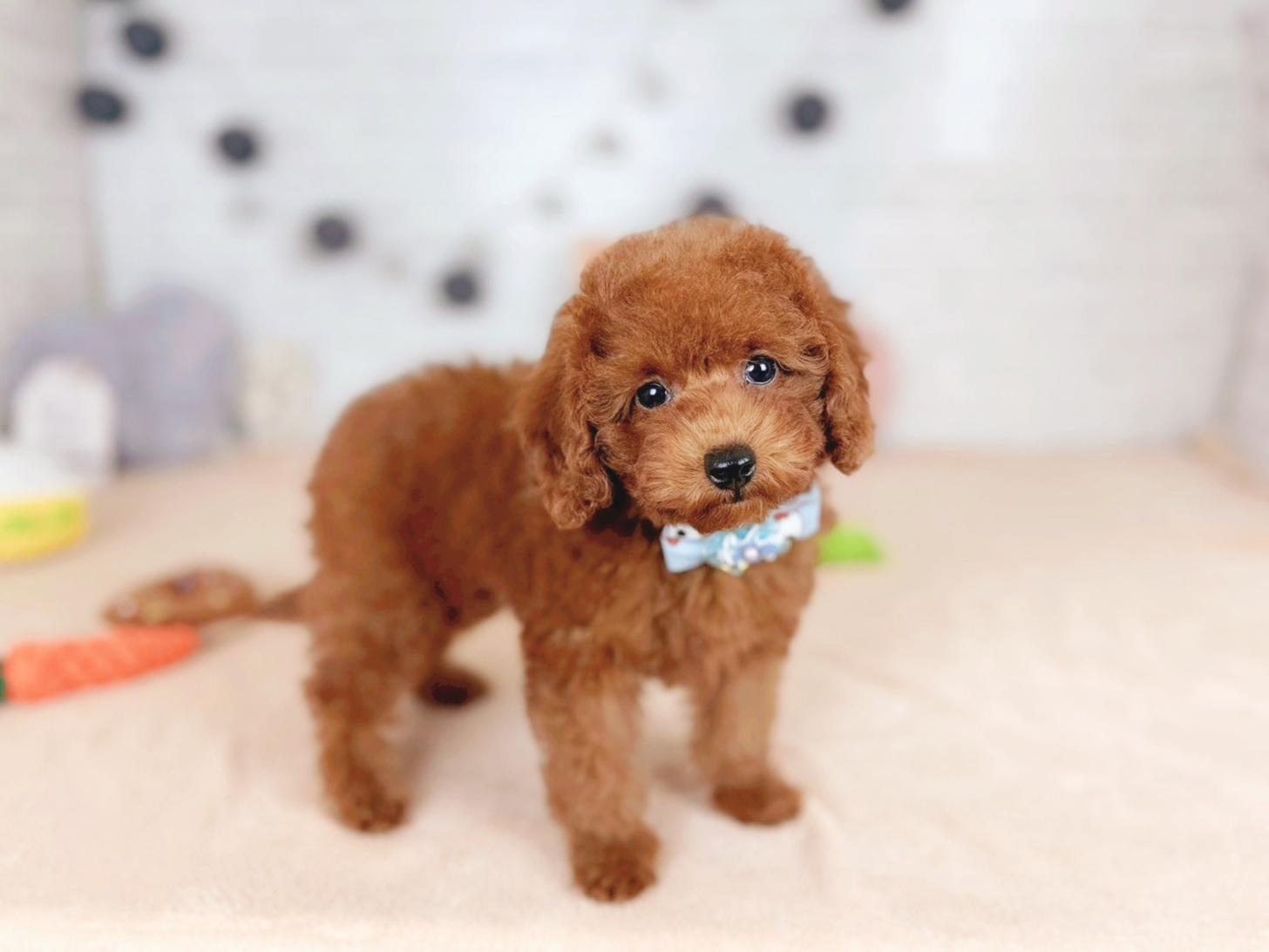 北海道のトイプードル(トイ) (ペットショップだんぼ/2025年11月16日生まれ/女の子/レッド)の子犬の4枚目の画像