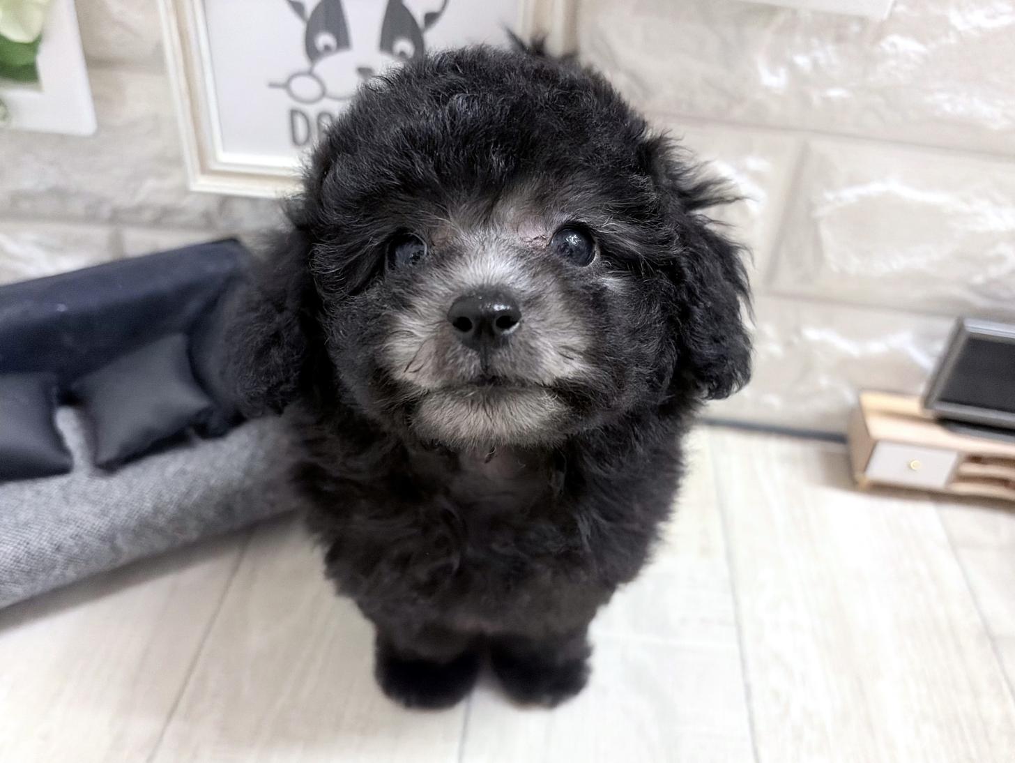 和歌山県のトイプードル(タイニー) (DOGMAN和歌山店/2026年8月30日生まれ/女の子/グレー)の子犬の1枚目の画像