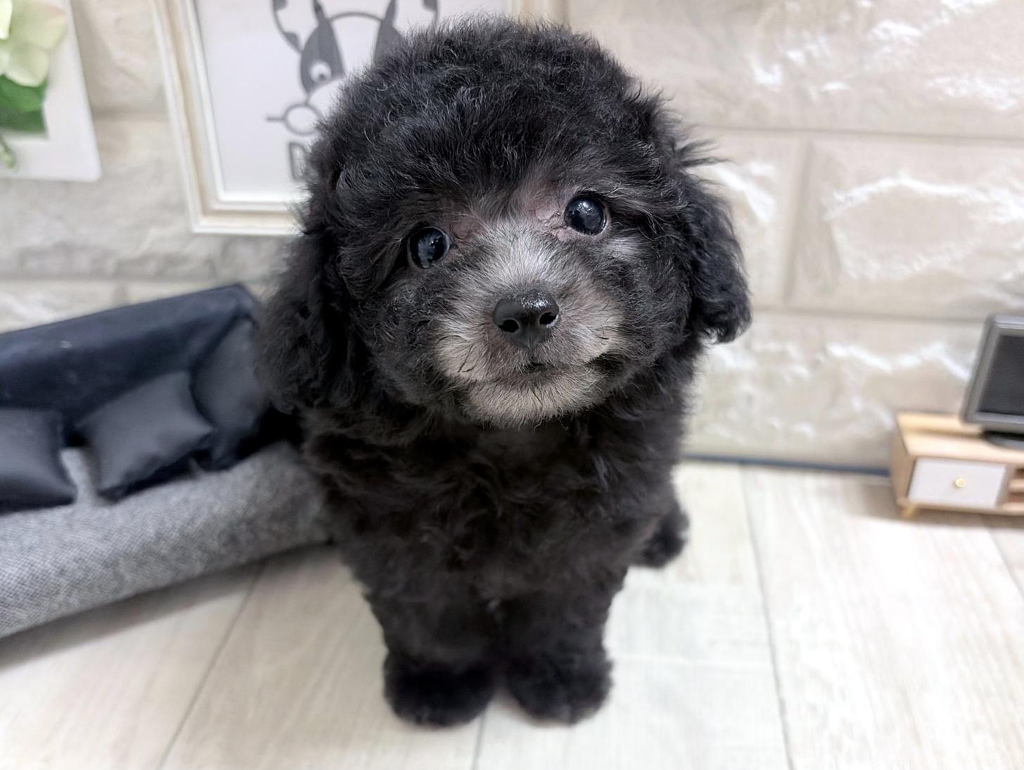 和歌山県のトイプードル(タイニー) (DOGMAN和歌山店/2026年8月30日生まれ/女の子/グレー)の子犬の2枚目の画像