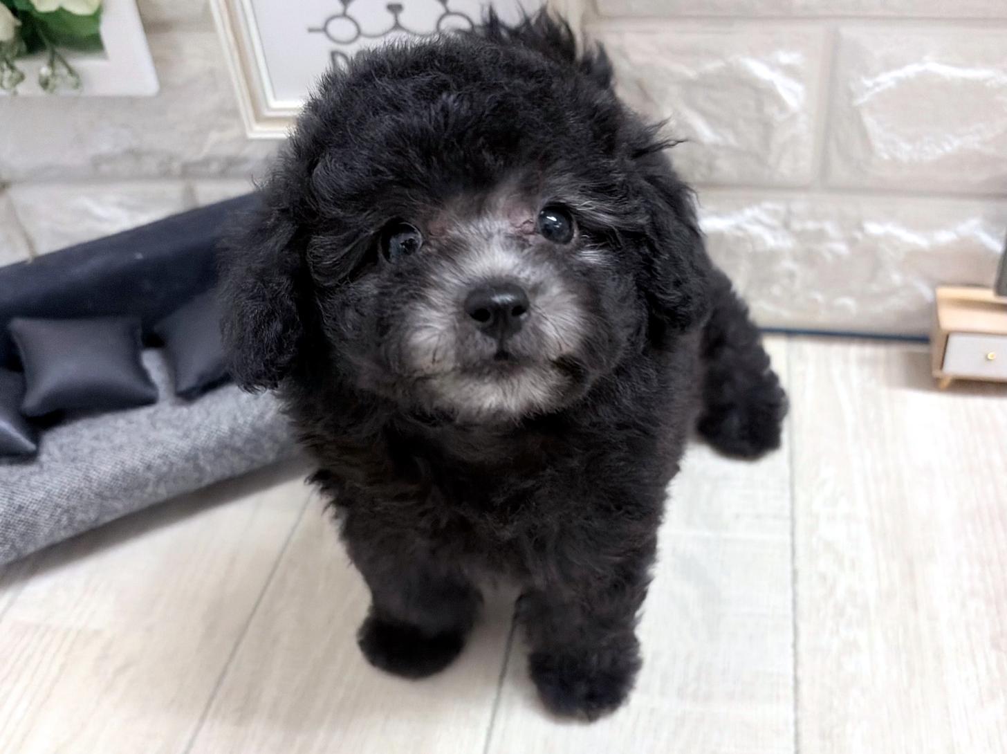 和歌山県のトイプードル(タイニー) (DOGMAN和歌山店/2026年8月30日生まれ/女の子/グレー)の子犬の3枚目の画像