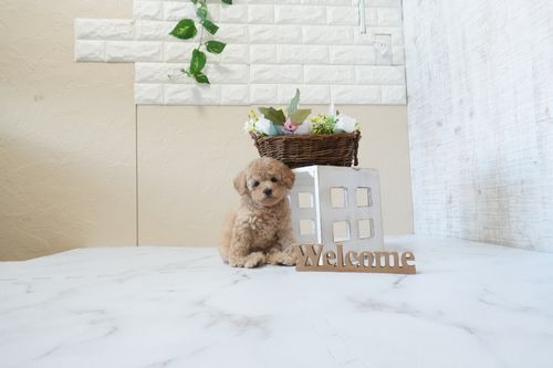 滋賀県のトイプードル(トイ) (いっぷく湖南店/2026年1月25日生まれ/女の子/オレンジフォーン)の子犬の1枚目の画像