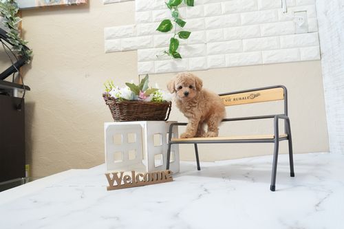 滋賀県のトイプードル(トイ) (いっぷく湖南店/2026年1月25日生まれ/女の子/オレンジフォーン)の子犬の2枚目の画像