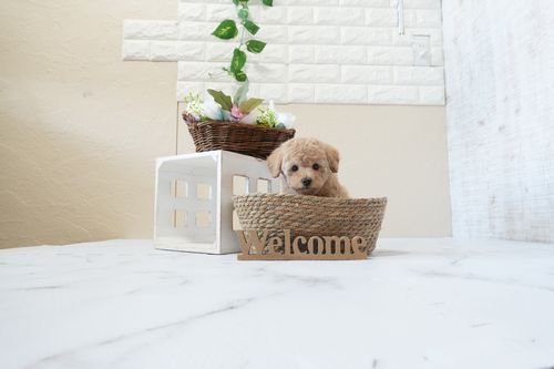 滋賀県のトイプードル(トイ) (いっぷく湖南店/2026年1月25日生まれ/女の子/オレンジフォーン)の子犬の4枚目の画像