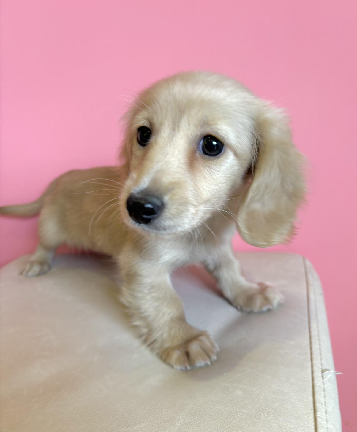 埼玉県のミニチュアダックスフンド(ロング) (ペッツスマイル南中野店/2025年11月20日生まれ/女の子/イエロー)の子犬の1枚目の画像