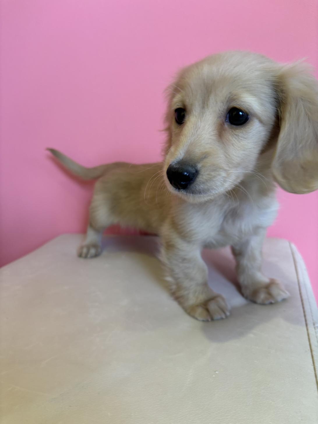 埼玉県のミニチュアダックスフンド(ロング) (ペッツスマイル南中野店/2025年11月20日生まれ/女の子/イエロー)の子犬の2枚目の画像