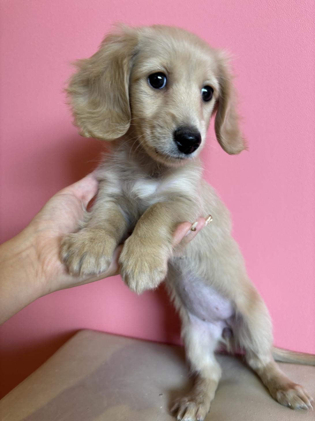 埼玉県のミニチュアダックスフンド(ロング) (ペッツスマイル南中野店/2025年11月20日生まれ/女の子/イエロー)の子犬の3枚目の画像