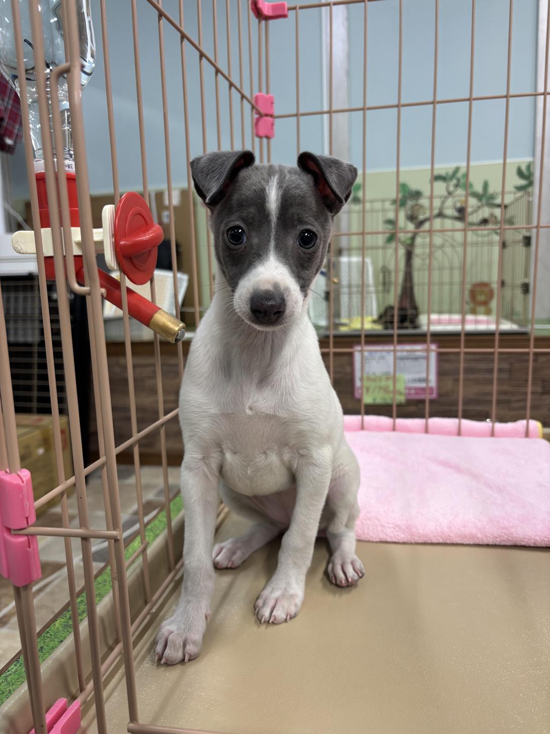 愛知県のイタリアングレーハウンド (子いぬの足あと/2025年11月23日生まれ/女の子/ホワイトブルー)の子犬