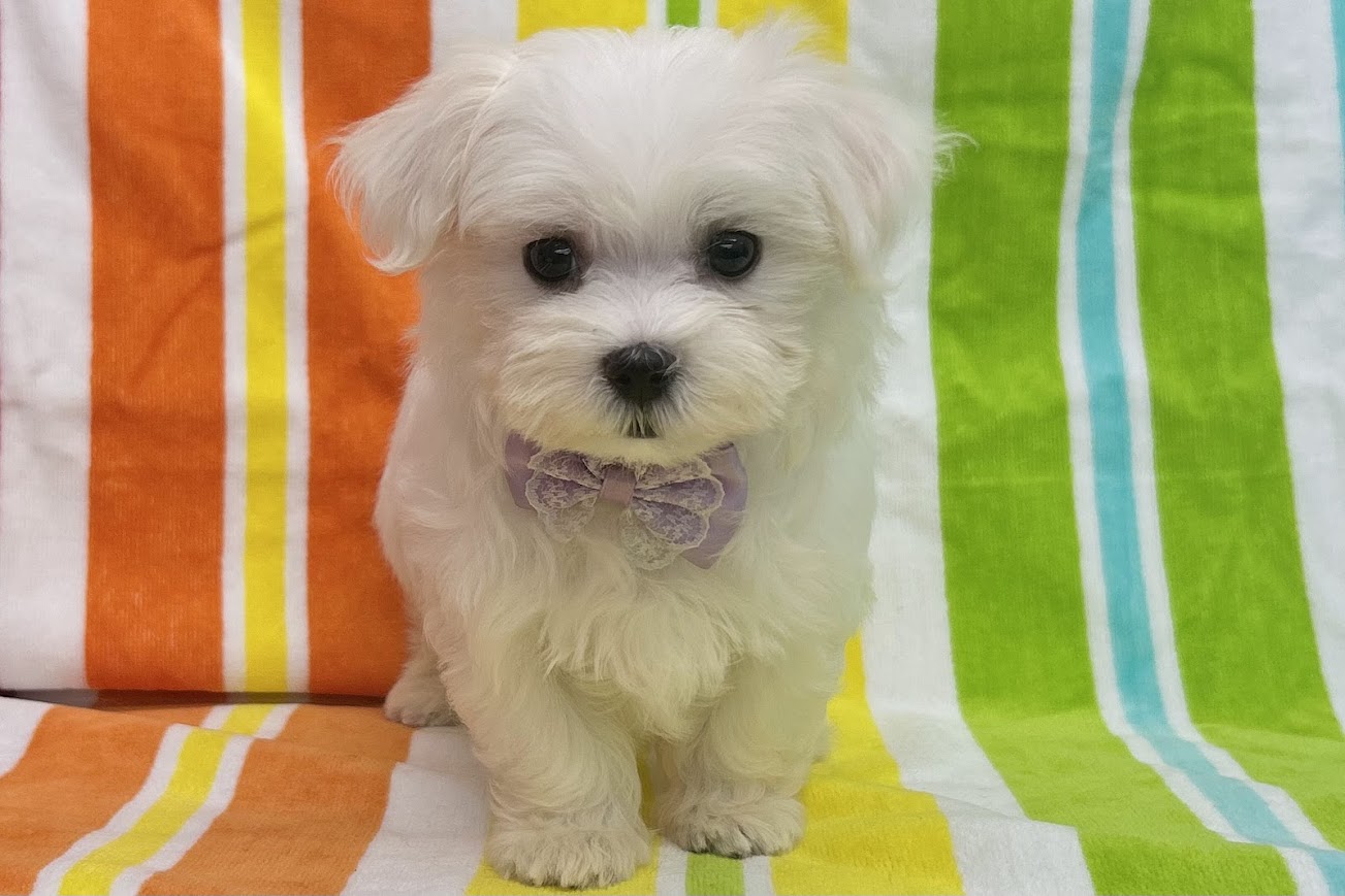 愛知県のマルチーズ (ハピースペット鳴海店/2025年4月30日生まれ/女の子/ホワイト)の子犬