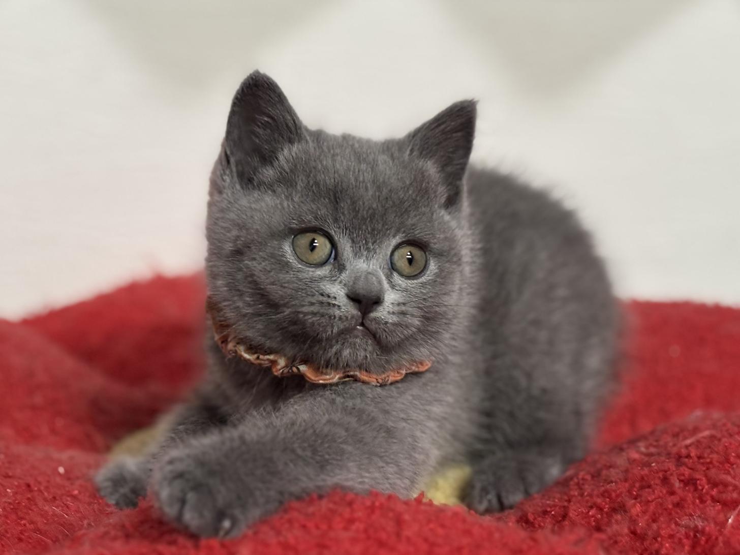 神奈川県のブリティッシュショートヘアー (Doggy Style 小田原店/2025年11月23日生まれ/女の子/ブルー)の子猫の1枚目の画像