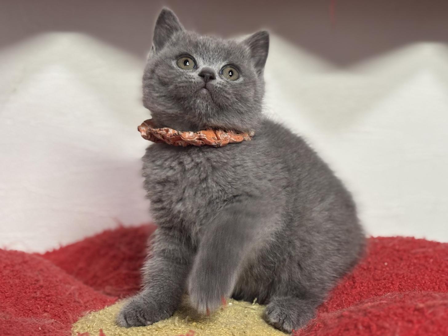 神奈川県のブリティッシュショートヘアー (Doggy Style 小田原店/2025年11月23日生まれ/女の子/ブルー)の子猫の2枚目の画像