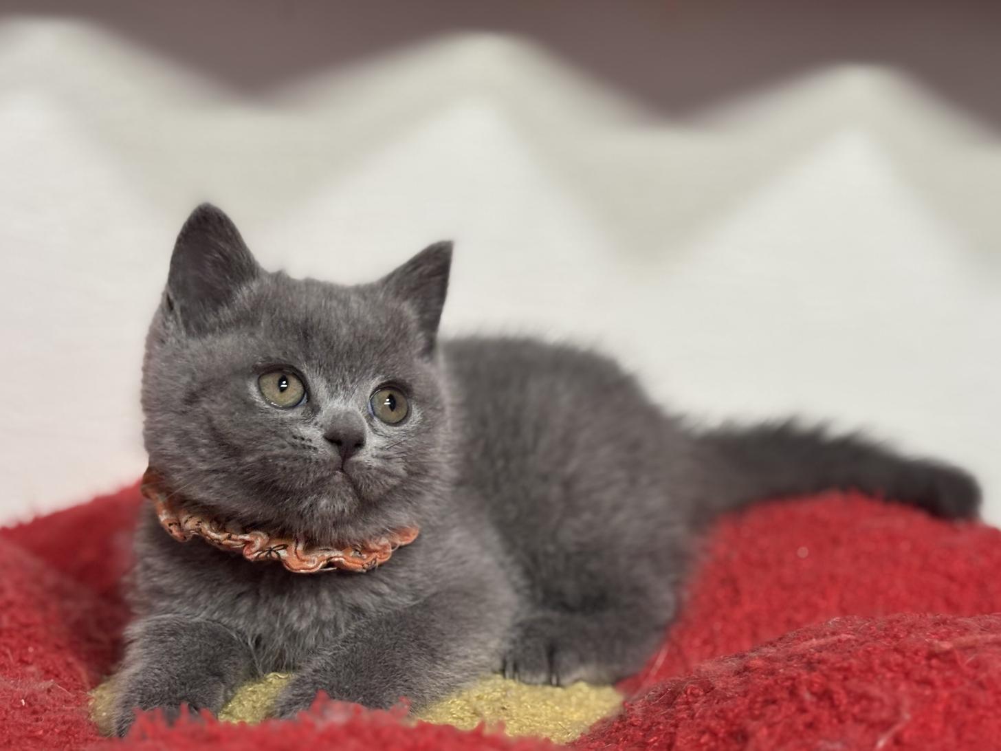 神奈川県のブリティッシュショートヘアー (Doggy Style 小田原店/2025年11月23日生まれ/女の子/ブルー)の子猫の3枚目の画像
