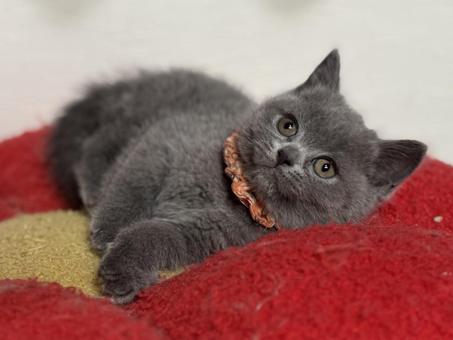 神奈川県のブリティッシュショートヘアー (Doggy Style 小田原店/2025年11月23日生まれ/女の子/ブルー)の子猫の4枚目の画像