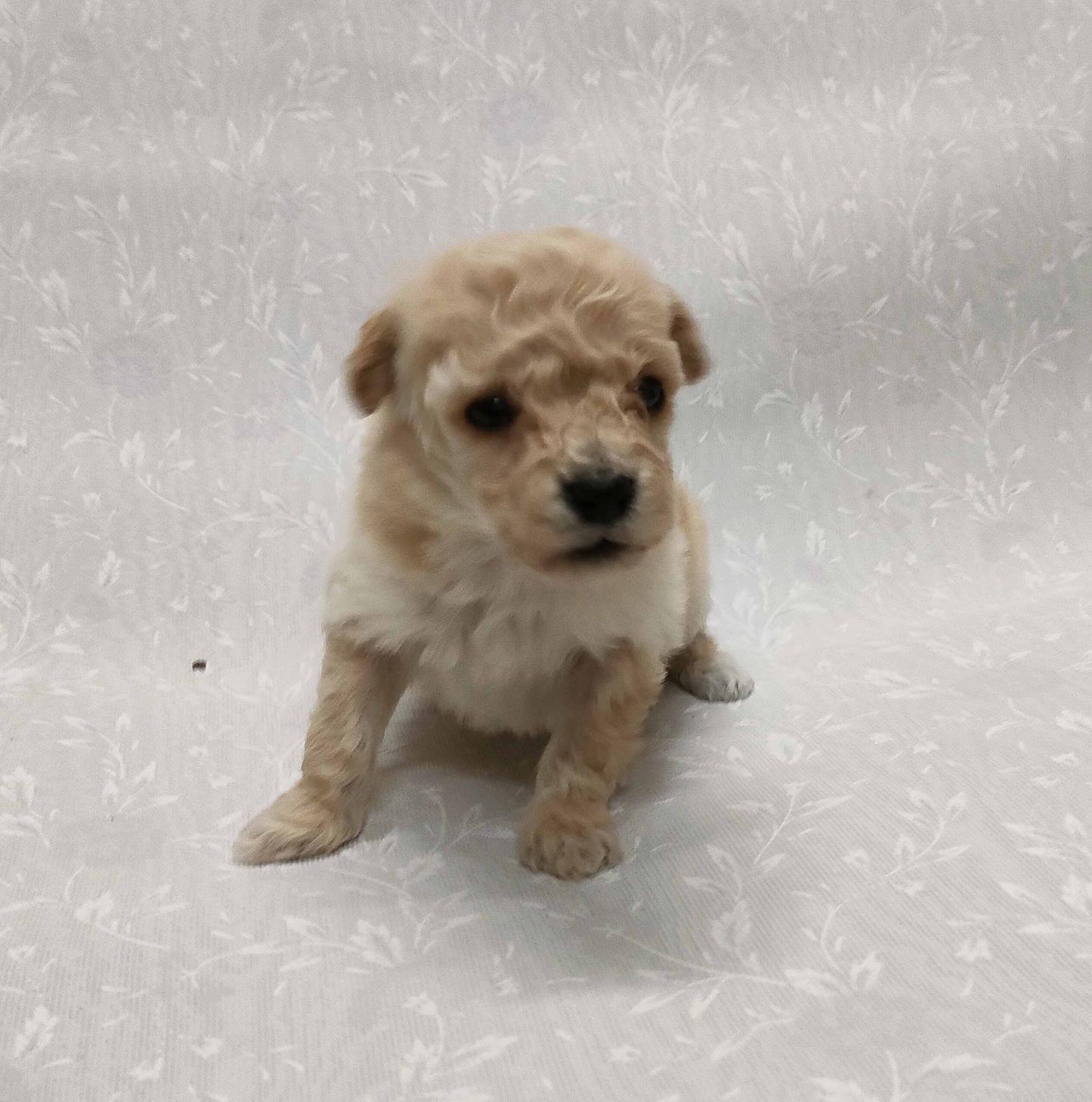 群馬県のマルプー(マルチーズ×プードル) (ペットハウステレサ/2026年1月23日生まれ/女の子/クリーム)の子犬の1枚目の画像