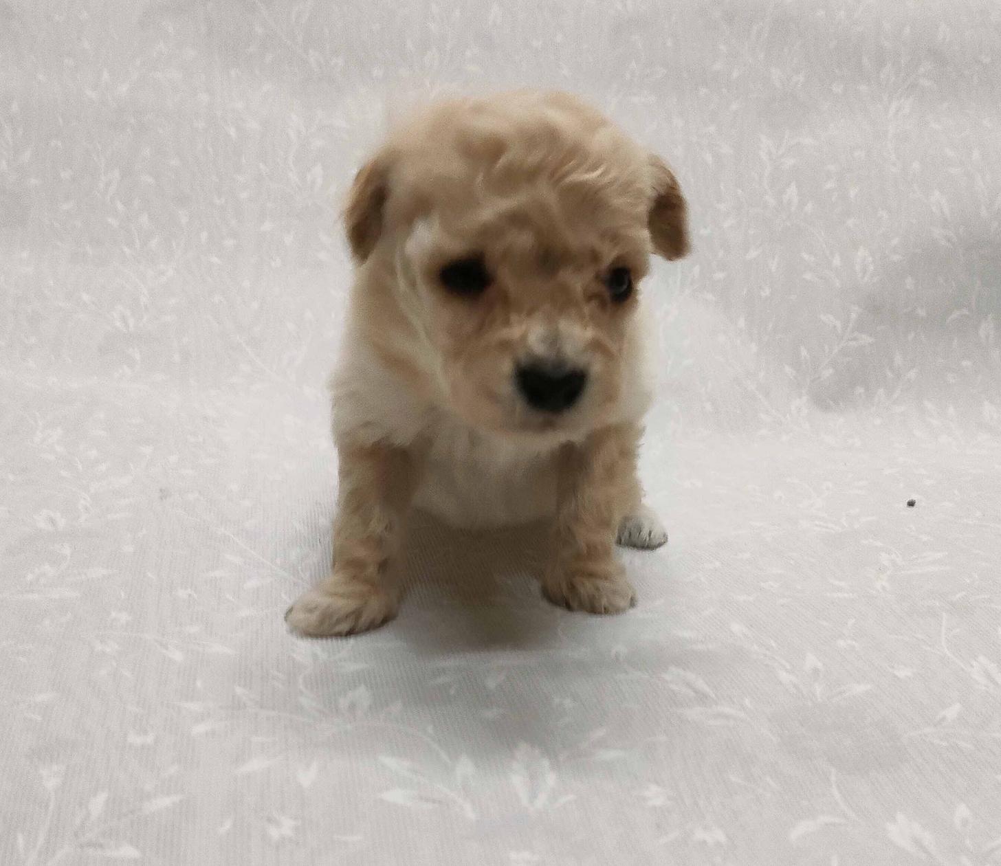 群馬県のマルプー(マルチーズ×プードル) (ペットハウステレサ/2026年1月23日生まれ/女の子/クリーム)の子犬の2枚目の画像