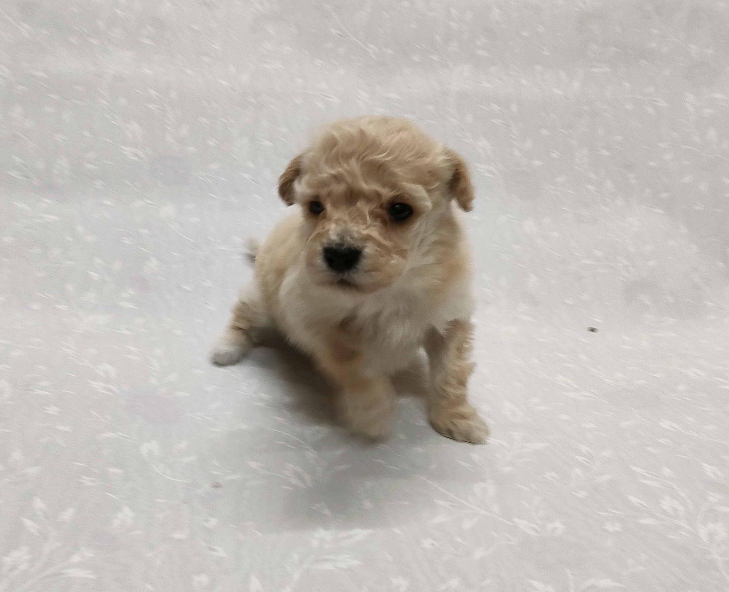 群馬県のマルプー(マルチーズ×プードル) (ペットハウステレサ/2026年1月23日生まれ/女の子/クリーム)の子犬の4枚目の画像