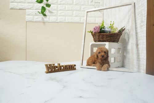 滋賀県のトイプードル(タイニー) (いっぷく湖南店/2025年12月10日生まれ/男の子/レッドフォーン)の子犬の1枚目の画像