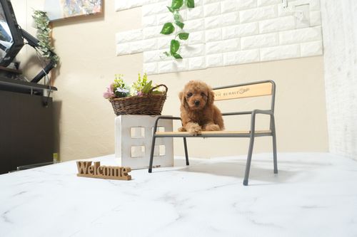 滋賀県のトイプードル(タイニー) (いっぷく湖南店/2025年12月10日生まれ/男の子/レッドフォーン)の子犬の2枚目の画像