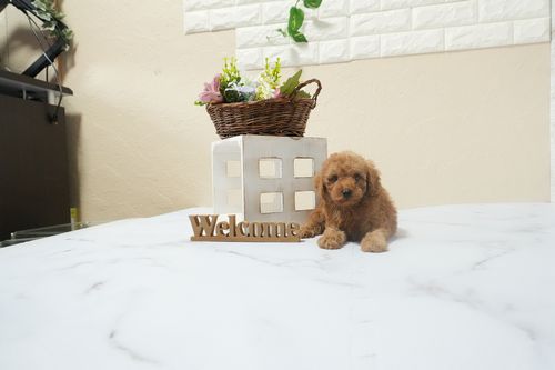 滋賀県のトイプードル(タイニー) (いっぷく湖南店/2025年12月10日生まれ/男の子/レッドフォーン)の子犬の3枚目の画像