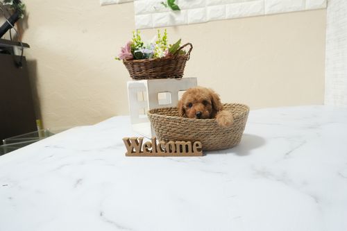 滋賀県のトイプードル(タイニー) (いっぷく湖南店/2025年12月10日生まれ/男の子/レッドフォーン)の子犬の4枚目の画像