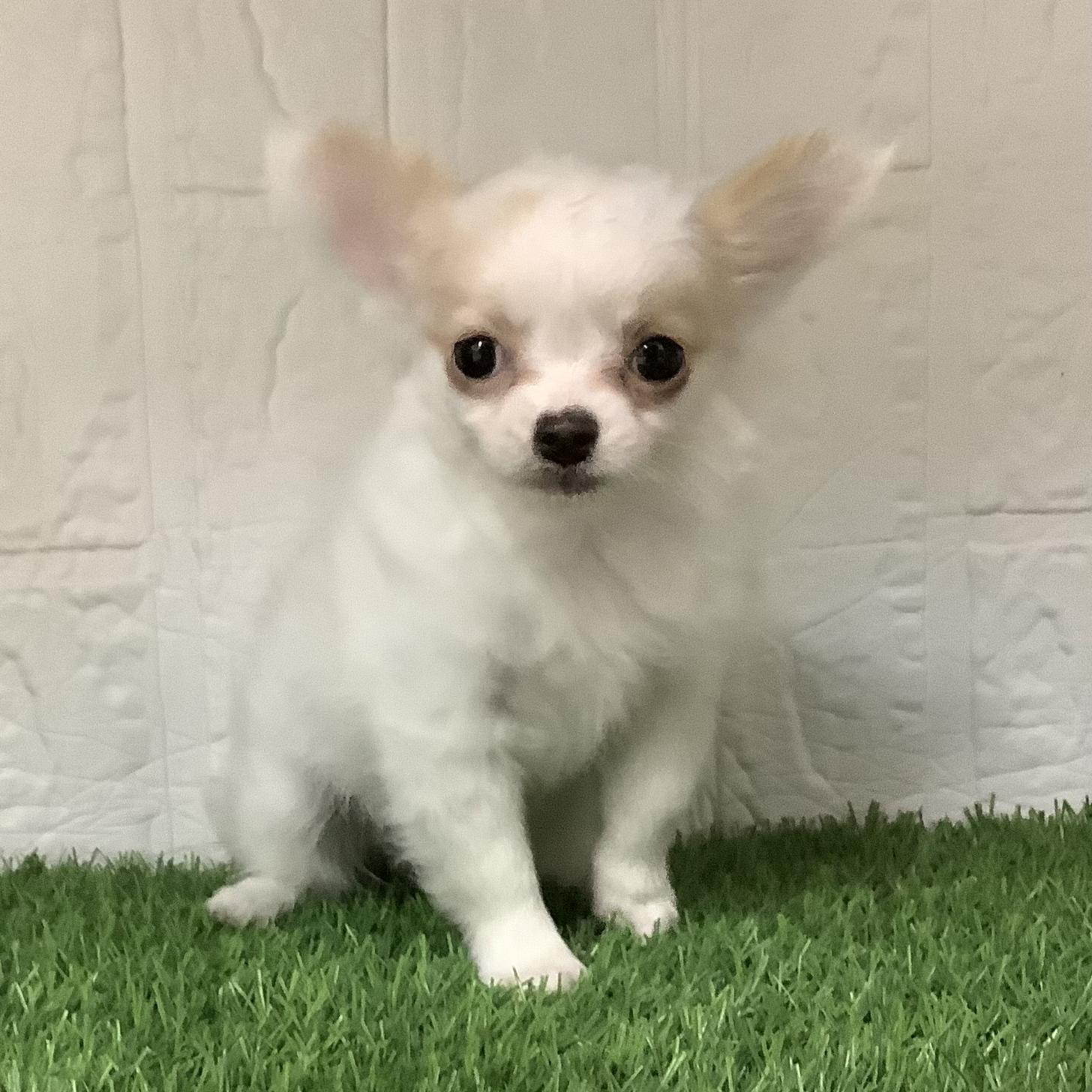 熊本県のパピチー/チワパピ(パピヨン×チワワ) (ペットアミ ドッグズホーム宇土店/2026年2月11日生まれ/女の子/ホワイトクリーム)の子犬