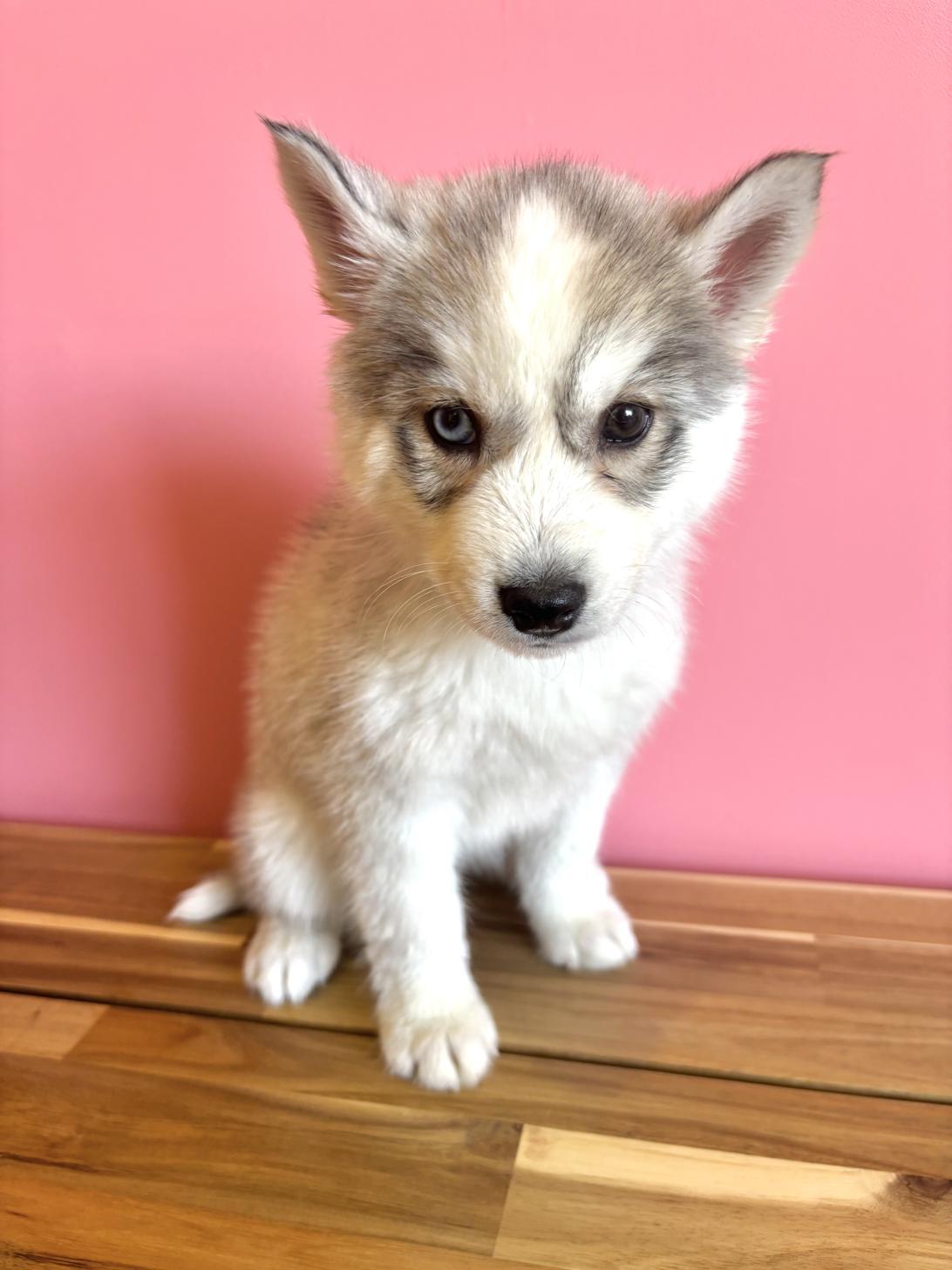 埼玉県のシベリアンハスキー (ペッツスマイル南中野店/2026年1月31日生まれ/女の子/シルバーホワイト)の子犬の1枚目の画像