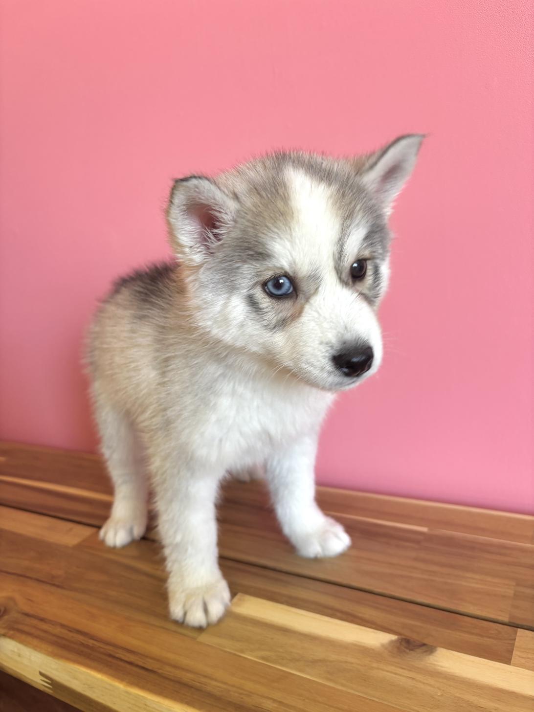 埼玉県のシベリアンハスキー (ペッツスマイル南中野店/2026年1月31日生まれ/女の子/シルバーホワイト)の子犬の2枚目の画像