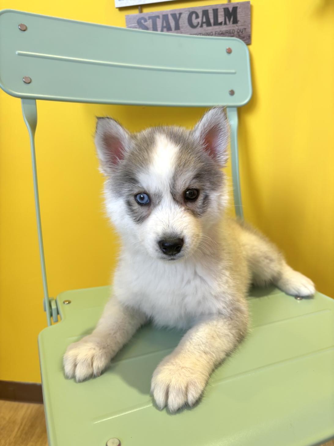 埼玉県のシベリアンハスキー (ペッツスマイル南中野店/2026年1月31日生まれ/女の子/シルバーホワイト)の子犬の3枚目の画像