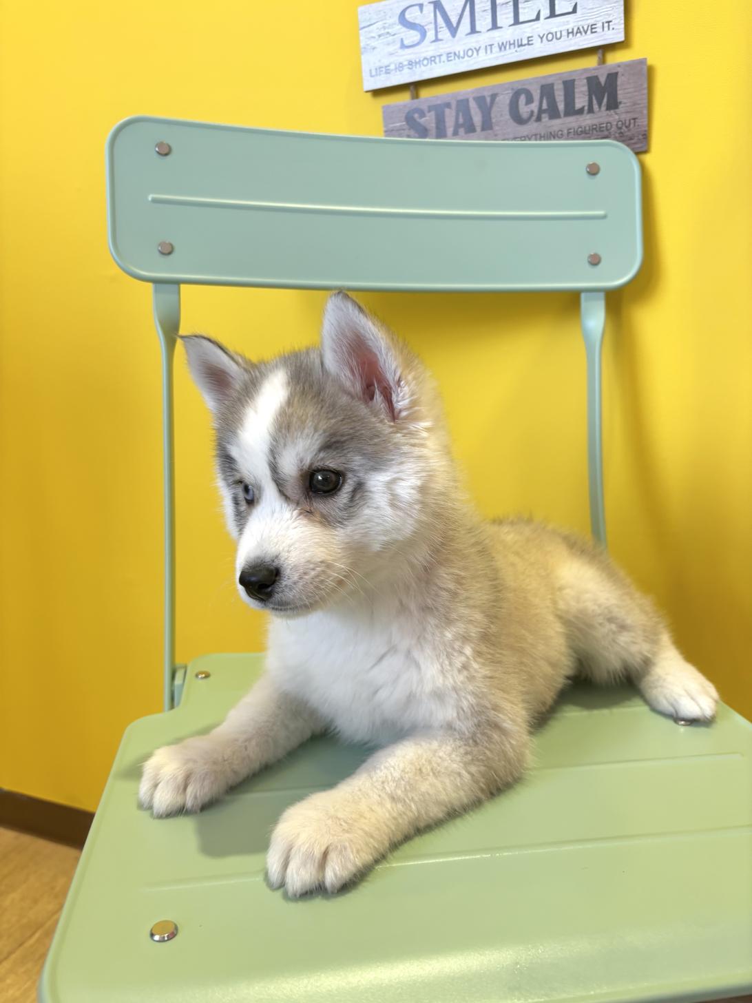 埼玉県のシベリアンハスキー (ペッツスマイル南中野店/2026年1月31日生まれ/女の子/シルバーホワイト)の子犬の4枚目の画像