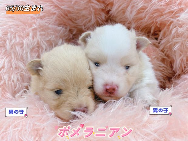 新潟県のポメラニアン (竹内ペット 新津本店/2026年5月30日生まれ/男の子/その他色)の子犬