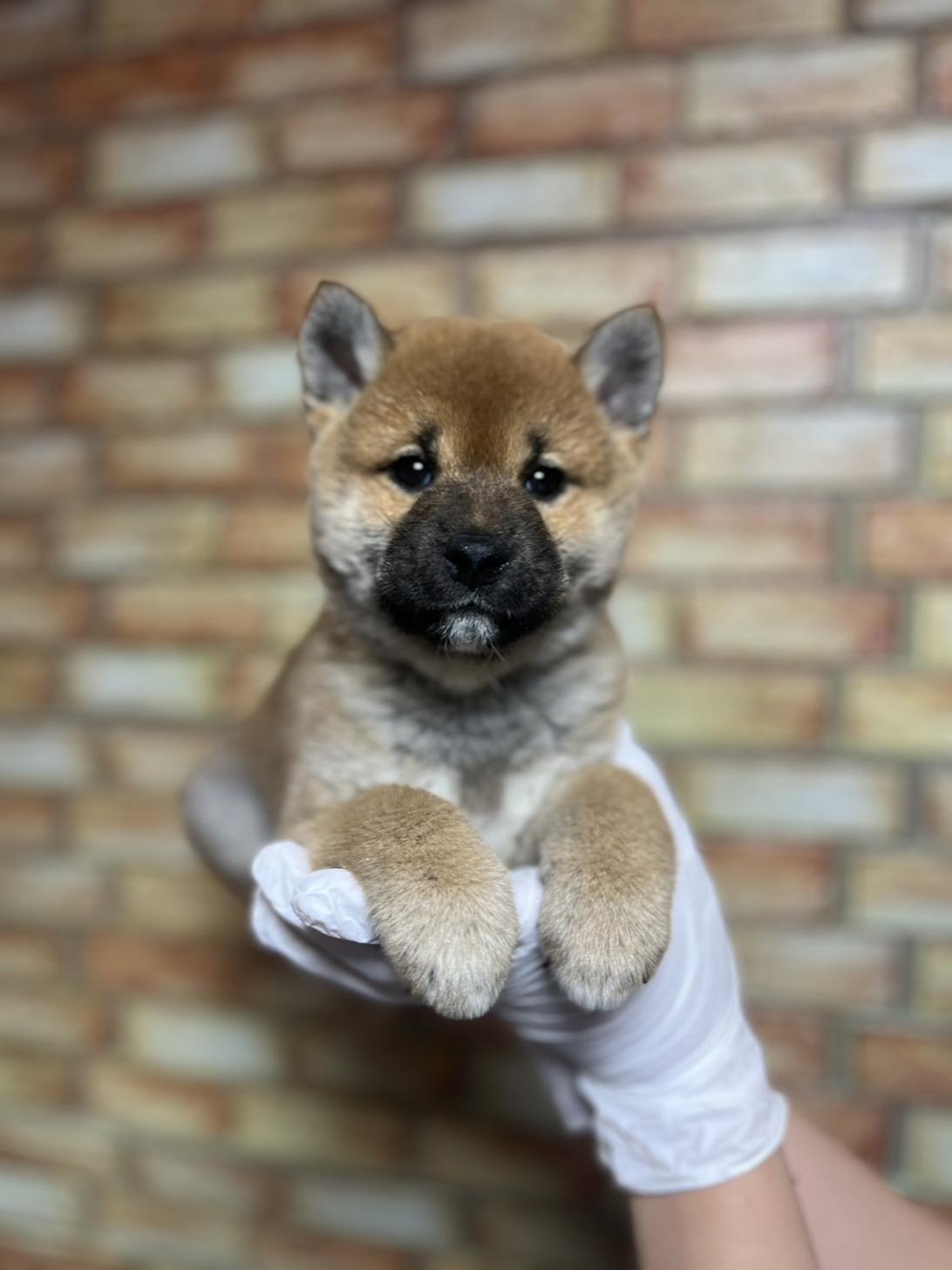 埼玉県の柴犬(標準サイズ) (ペッツスマイル南中野店/2025年4月1日生まれ/男の子/赤)の子犬