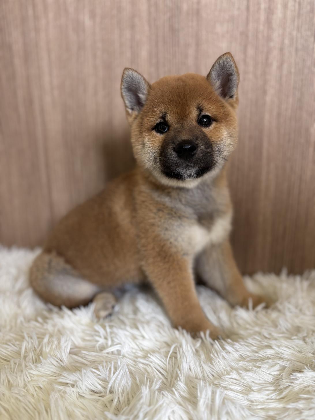 埼玉県の柴犬(標準サイズ) (ペッツスマイル南中野店/2025年4月1日生まれ/男の子/赤)の子犬