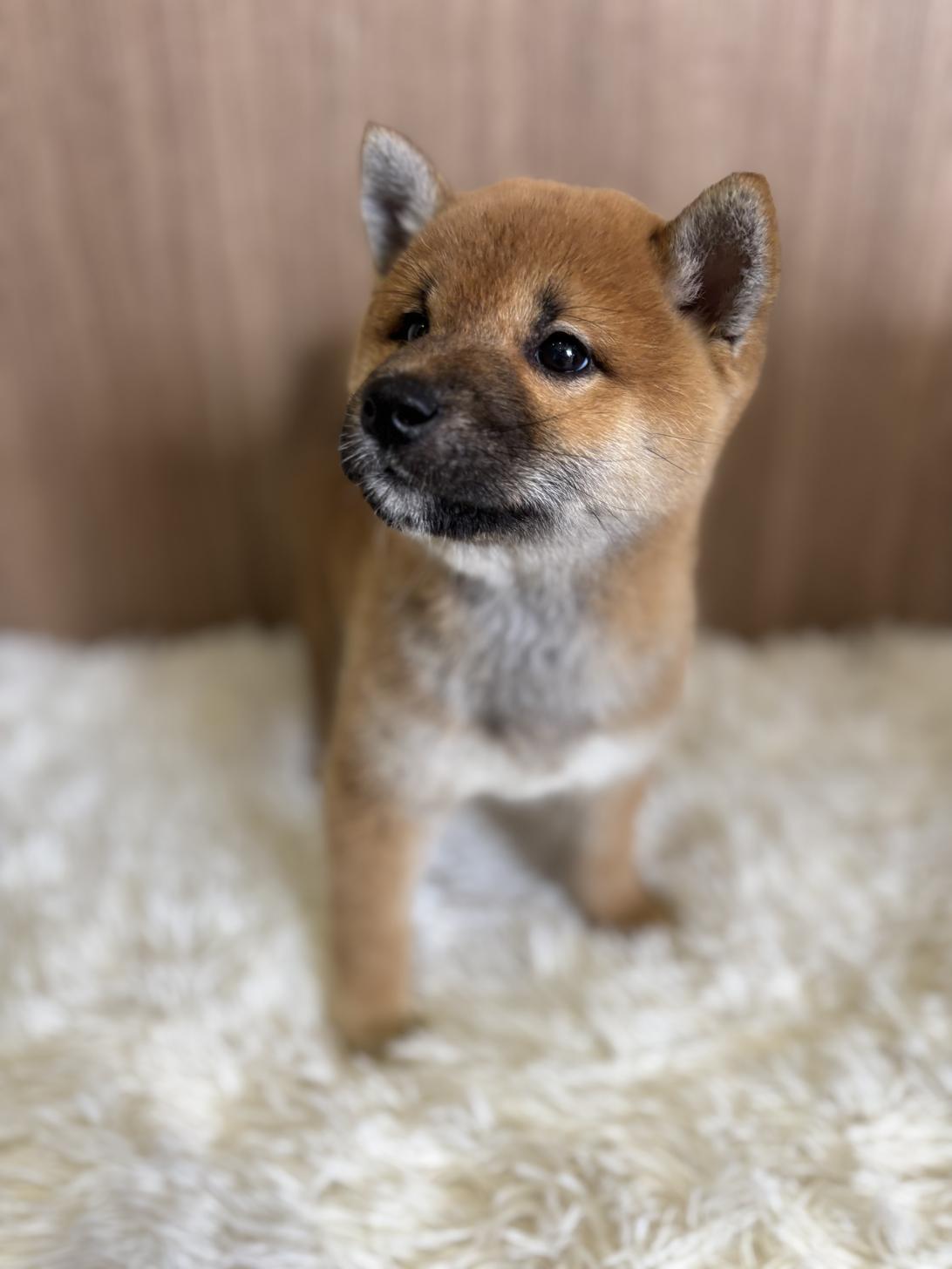 埼玉県の柴犬(標準サイズ) (ペッツスマイル南中野店/2025年4月1日生まれ/男の子/赤)の子犬の2枚目の画像