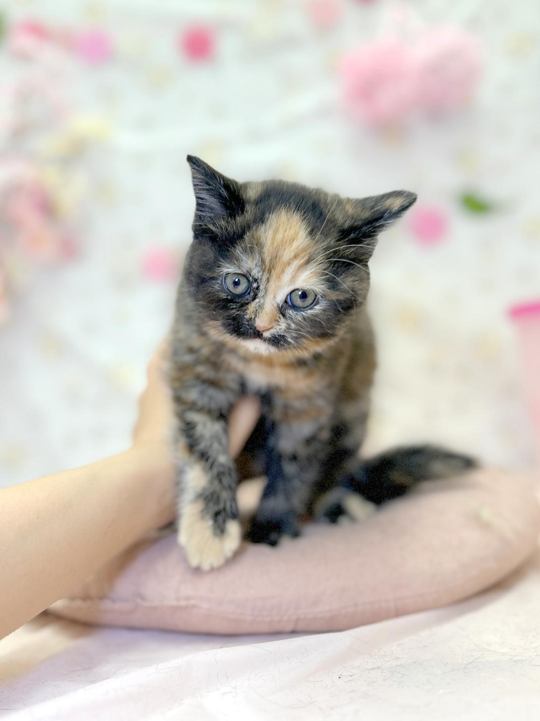 北海道のマンチカン (ラブワンコ平岸店/2026年2月15日生まれ/女の子/トーティーシェル)の子猫