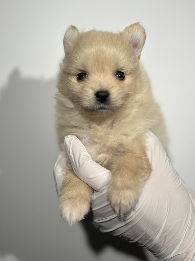 埼玉県のハーフ犬・ミックス犬 (ペッツスマイル南中野店/2025年10月25日生まれ/男の子/その他色)の子犬の1枚目の画像