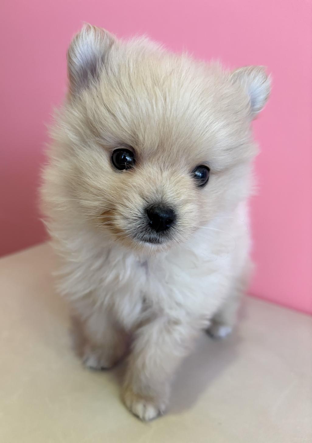 埼玉県のハーフ犬・ミックス犬 (ペッツスマイル南中野店/2025年10月25日生まれ/男の子/その他色)の子犬の1枚目の画像