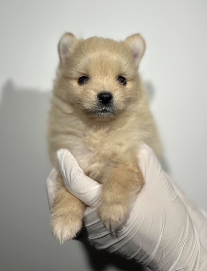 埼玉県のハーフ犬・ミックス犬 (ペッツスマイル南中野店/2025年10月25日生まれ/男の子/その他色)の子犬の2枚目の画像