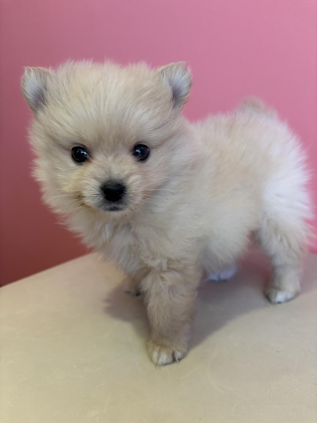 埼玉県のハーフ犬・ミックス犬 (ペッツスマイル南中野店/2025年10月25日生まれ/男の子/その他色)の子犬の2枚目の画像